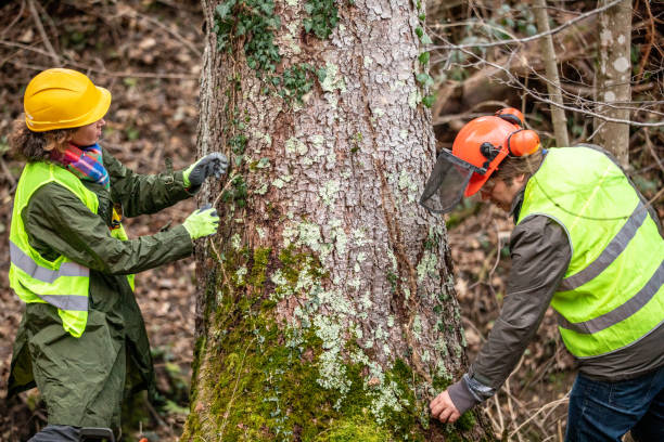 How Our Tree Care Process Works  in  Lake Holm, WA