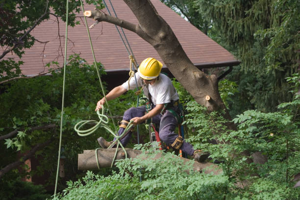 Reliable Lake Holm, WA Tree Care Solutions