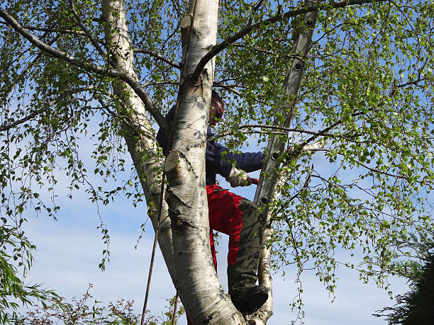Best Root Management and Removal  in Lake Holm, WA